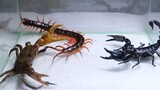 Scorpion VS Centipede VS Crab