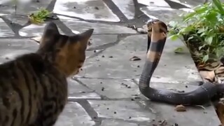 [Satwa] [Liar] Ular Kobra: Kucing ini kenapa? Dia tidak tahu aku beracun?