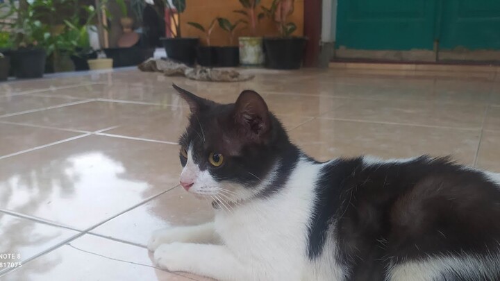 ngerjain Kucing dengan suara kucing berkelahi