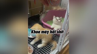 Các pác ngủ ngon nhó petkit petkitpurax cute mèo catlover