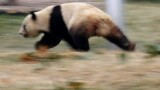 A panda plays with a branch with leaves