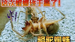 这次螳螂终于赢了骆驼蜘蛛！读过兵法的螳螂就是不一样！【4K超清】