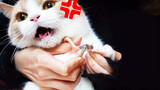[Động vật]Khi bạn cắt móng cho sáu con mèo...
