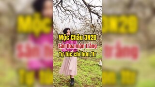 Mộc Châu 3N2Đ săn hoa mận