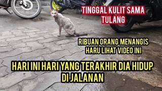 Allahu Akbar Kucing Ini Minta Tolong Karena Sedang Sakit Kesulitan Makan Di jalanan Sampai Kurus..!