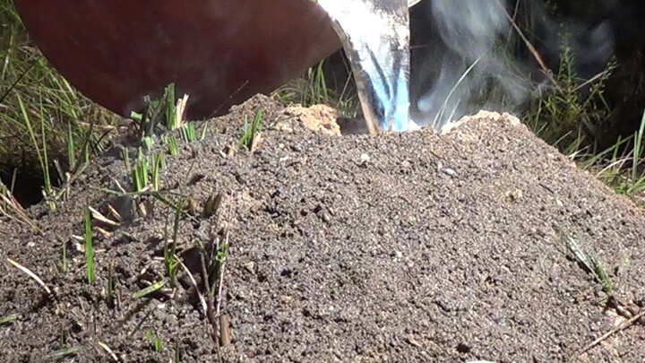 Tổ kiến lửa được đúc bằng nhôm nóng chảy ở nhiệt độ 700 độ, tác phẩm nghệ thuật về tổ kiến lớn nhất 