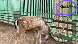 WELCOME TO AL SHIFA ZOO, TAIF, SAUDI ARABIA #travelvlog #touristdestination