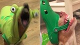 Funny Animal Videos that Radiate Extreme Chaotic Energy 😂