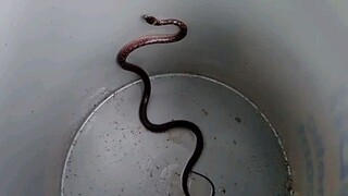 Baby Cobra..dangerous!!