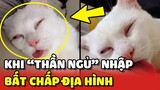 Chú mèo bị "THẦN NGỦ" nhập, dù bị té vẫn NGỦ BẤT CHẤP 😂 | Yêu Lu