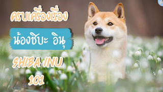 ชิบะ อินุ ครบเครื่องเรื่องน้องชิบะ อินุ Shiba Inu Dog 101