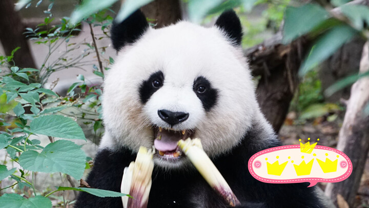 [Panda Beichuan]: 1o Years After Being Saved From the Wild