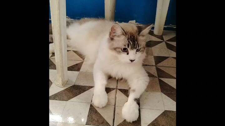 snowball