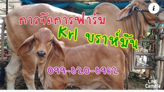 การจัดการฟาร์ม และสูตรอาหารวัวของKLR Bhamansอ. หนองหงส์ จ.บุรีรัมย์