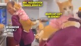 GEMES BANGET.! Si Oren Manja Banget Sama Nenek, Lagi Masak Aja Minta Digendong ~ Video Kucing Lucu