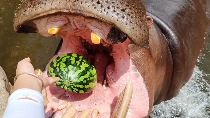 【Hippo】Eat a watermelon and squeeze out all the juice. Let’s cut it into pieces! (The water in the h