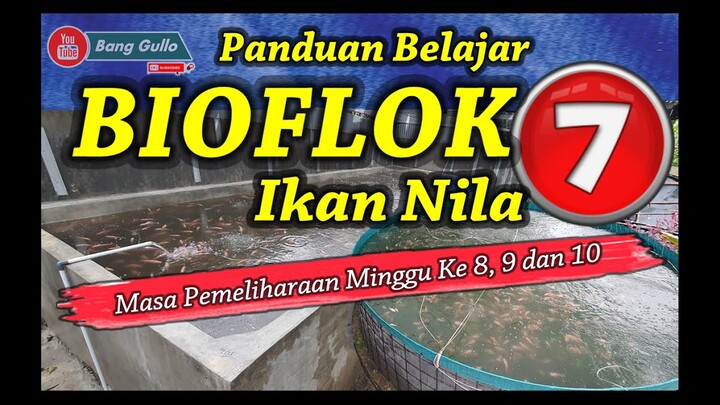 Panduan Sederhana Belajar Bioflok Ikan Nila - Video Masa Pemeliharaan Minggu Ke 8, 9 dan 10
