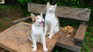 Kittens and mother cat reaction to coconut branch in the yard