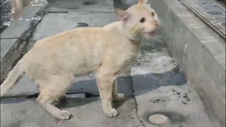 kucing terlantar