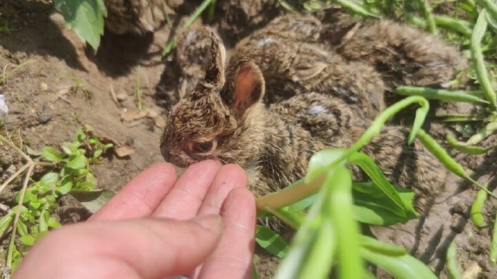 [Động vật]Cắt rau gặp phải một đàn thỏ con, vừa hung hăng vừa đáng yêu