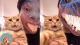 These Pets Will Cheer up Your Day And Make it 100% Better 🥰| MEOW
