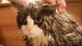 [Animals]My cat was tricked into taking a bath