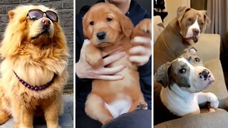 Funniest DOGS Compilation! 🐶 Best DOGGOS Ever! 🐶