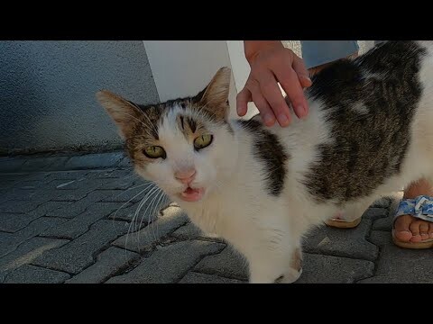 Talkative cat meowing non stop is unbelievably cute