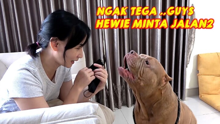 NGAK TEGA GUYS ! HEWIE PITBULL MINTA DIAJAK JALAN2 #hewiepitbull