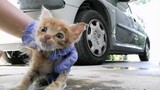 Saving a Life of Abandoned Dying Baby Cat