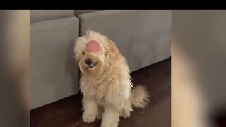 meme trông cái mặt tội ghê