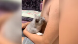 [Động vật/Mèo] Những khoảnh khắc đáng yêu và hài hước của loài mèo