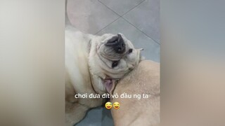 mắc cười wa 🤣🤣🤣 cọp chuyên tấu hài 😂🤣 chó chó_cưng chócute pug pugs chómèo chó_ngáo chó_pug chó_pug_mặt_xệ pugdog pugdogs pugdog❤️ pugdoglover dog dogs