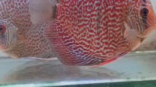 DISCUS FISH