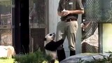 【熊猫】滚滚在国外放飞自我，真的像个幼儿园小熊友！