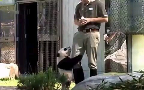 【Panda】Gun Gun is living his best life overseas, like he's in kindergarten！