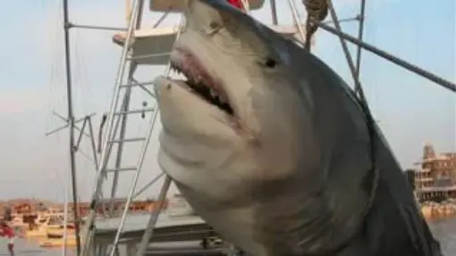 LOL FATTEST SHARK EVER!!!!.flv