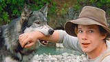 A Teenager Saves a Wolf From Death & Decides To Raise Him As A Pet