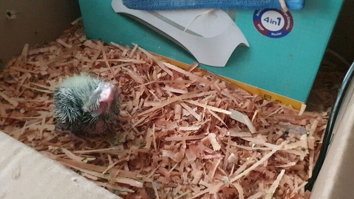 #cockatiel