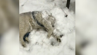 Menemukan Husky Beku di Jalan dan Mengejutkan Semua Orang di Tempat!