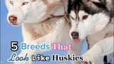 How many of these breeds had you heard of before this video? LearnOnTikTok dogsoftiktok tiktokdogs husky puppy