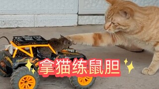 用猫把鼠鼠锻炼的浑身是胆，家养鼠鼠非虐鼠行为审核手下留情