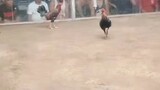 Gilmore Hatch broodcock vs broodcock din pala sa kabilang farm #DRAW