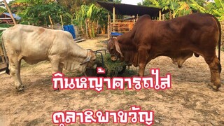 กินหญ้าคารถไสจัดไปกับวัวคอกบ้านๆ