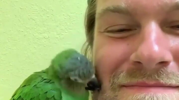 The little brother kissed the parrot. Unexpectedly, the little guy immediately "showed love" crazily