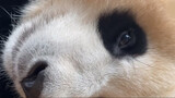 [Panda imut] Membangunkan Fu Bao untuk pulang ke rumah