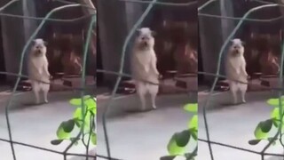สุนัขเงา