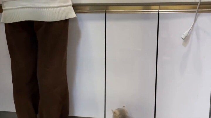 Pada jam tiga pagi, kucing saya lapar dan meminta saya membuatkannya camilan tengah malam...