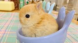 Apa yang terjadi jika meletakkan kelinci kecil di magkuk?