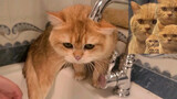 Khi mèo đi tiểu vào chính mình, thì chỉ có thể rửa thôi!